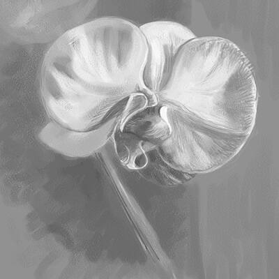 black and white flowers drawings. The completed drawing: White